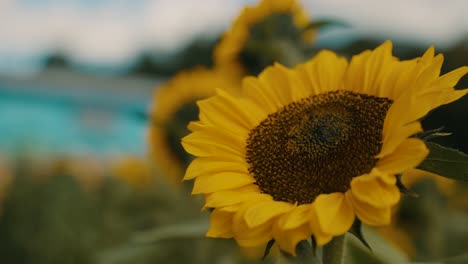 Agricultural-Field-With-Yellow-Sunflowers-In-Summer---close-up