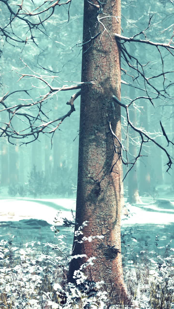 눈 인 숲의 장면