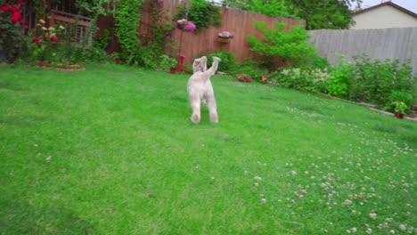 playful dog running grass on backyard garden. white poodle dog playing outside