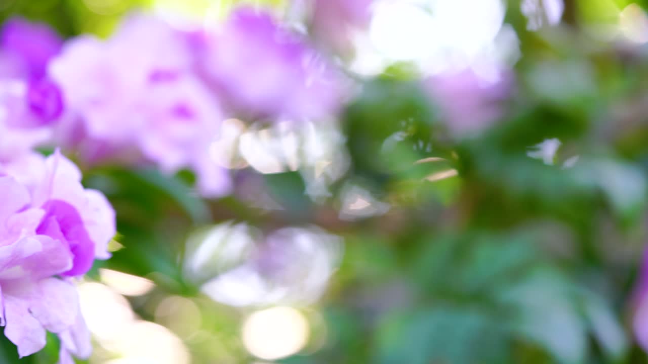 bokeh abstrato borrado e luzes vazam fundo de floresta tropical natural.