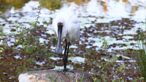 spoonbill preening feathers near pond