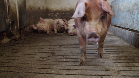 cerdo granja industria animales agricultura ganado