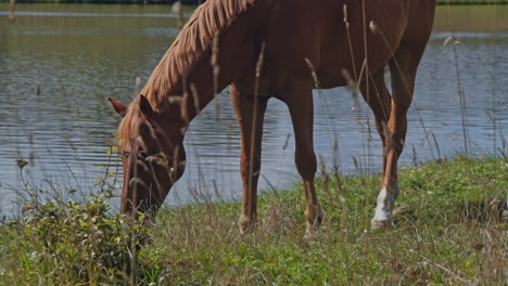 caballos marrones en la granja de caballos