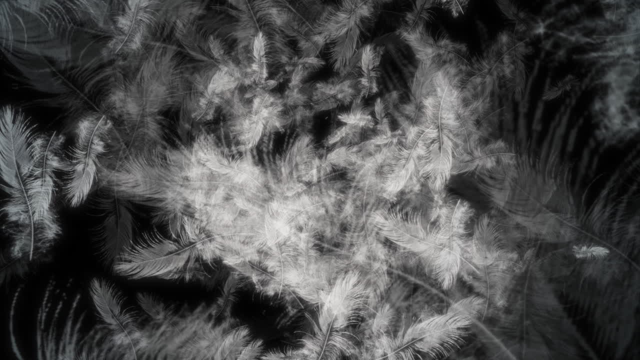 Abstract Feather Design