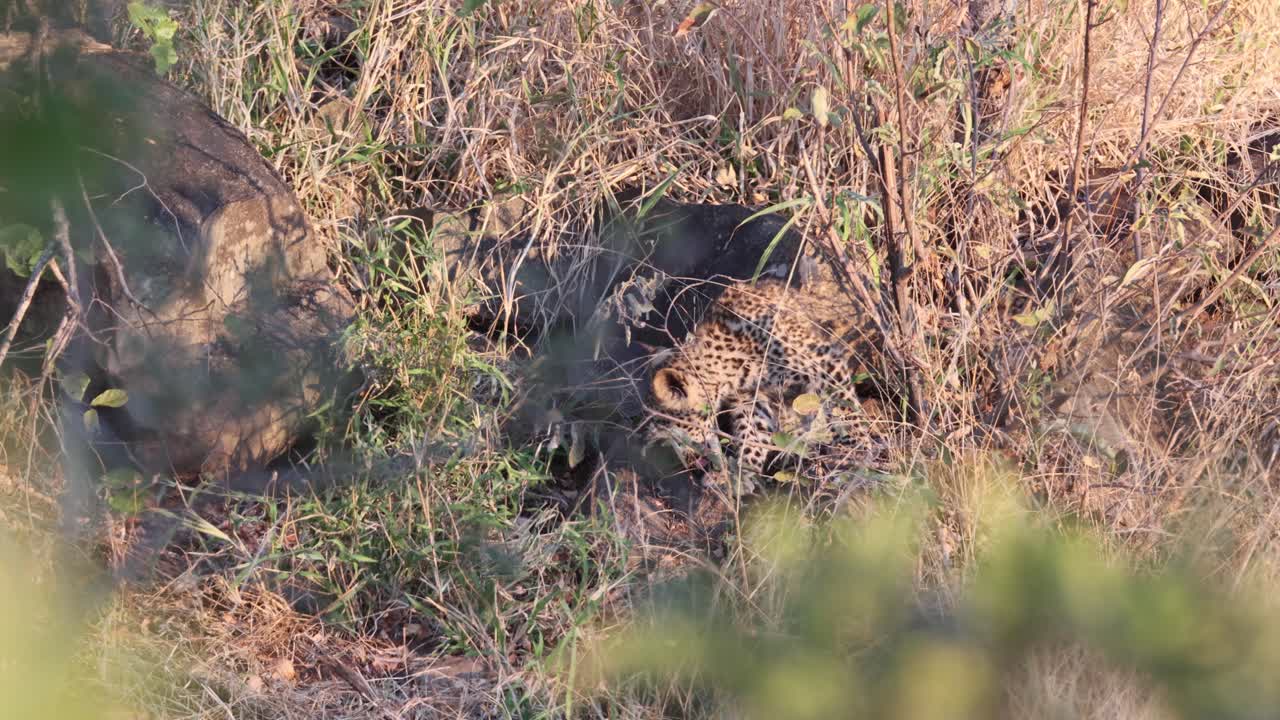 Cute African Leopard cub plays with sibling tail in tall savanna grass
