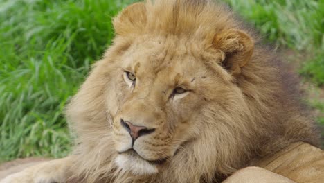 La-Oreja-De-Un-León-Macho-Voltea-Para-Escuchar-A-Su-Presa