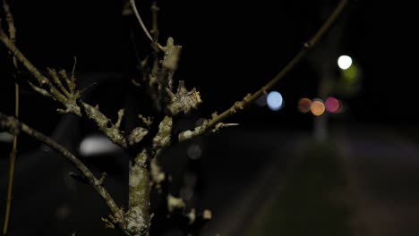 bare branches lit by the road lamp at night in new zealand household