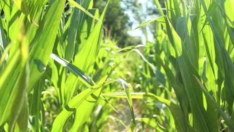 Walking-among-the-organically-grown-corn-plants-at-sunset,-backlight-shot