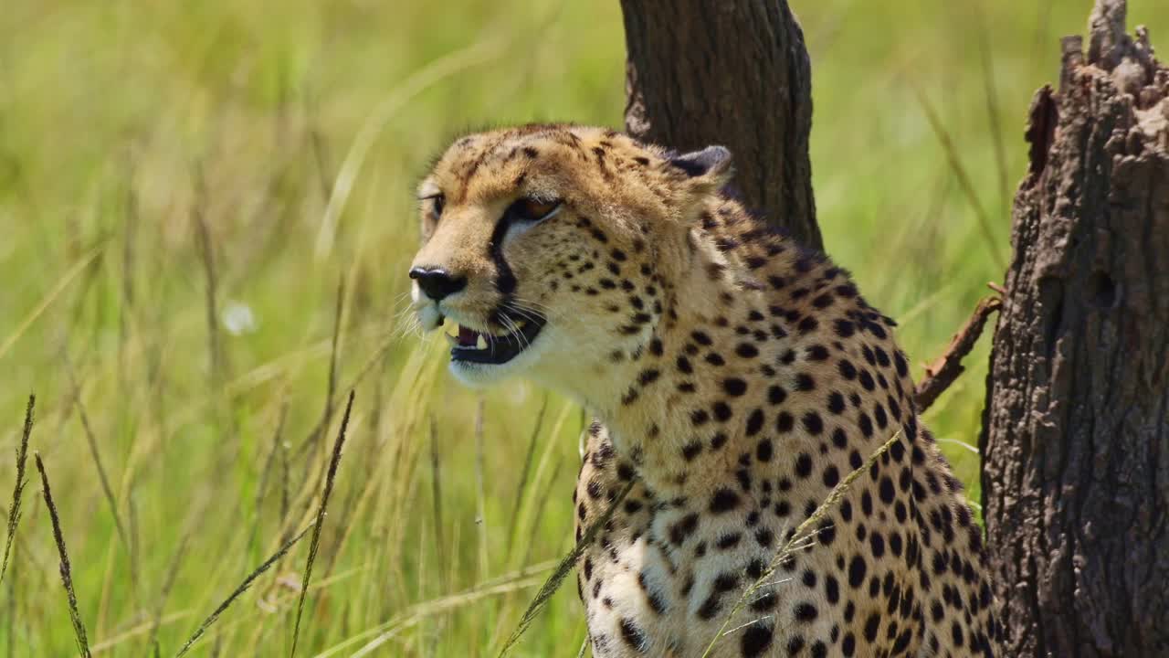 guepardo con la boca abierta jadeando, retrato en primer plano de la vida silvestre africana en la reserva nacional de maasai mara, kenia, abrigo de piel peluda en un hermoso animal de safari africano