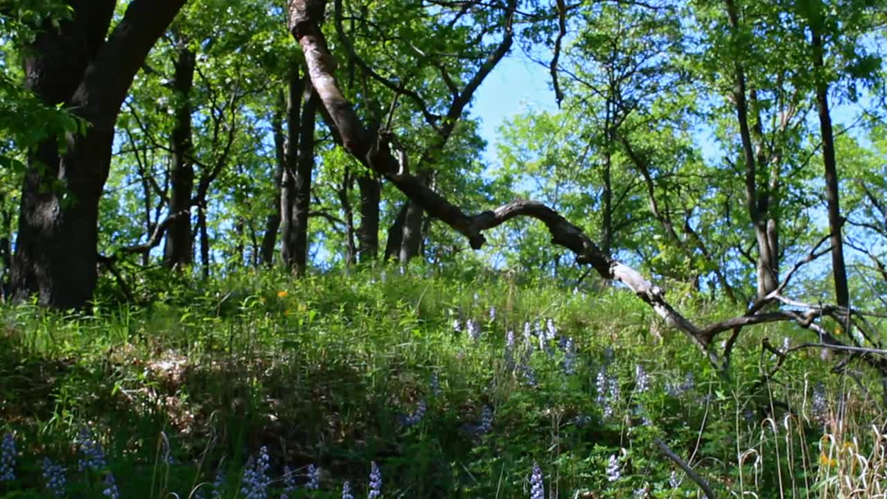 A peaceful forest scene with vibrant blue lupines blossoming in a sunlit glade. Dappled sunlight enhances the natural charm of this lush, tranquil woodland setting