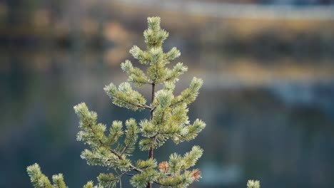 A-close-up-shot-of-the-young-pine-tree