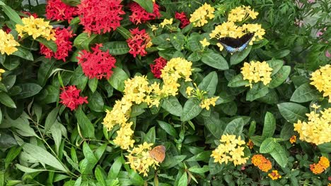 butterfly flutters over vibrant garden flowers.