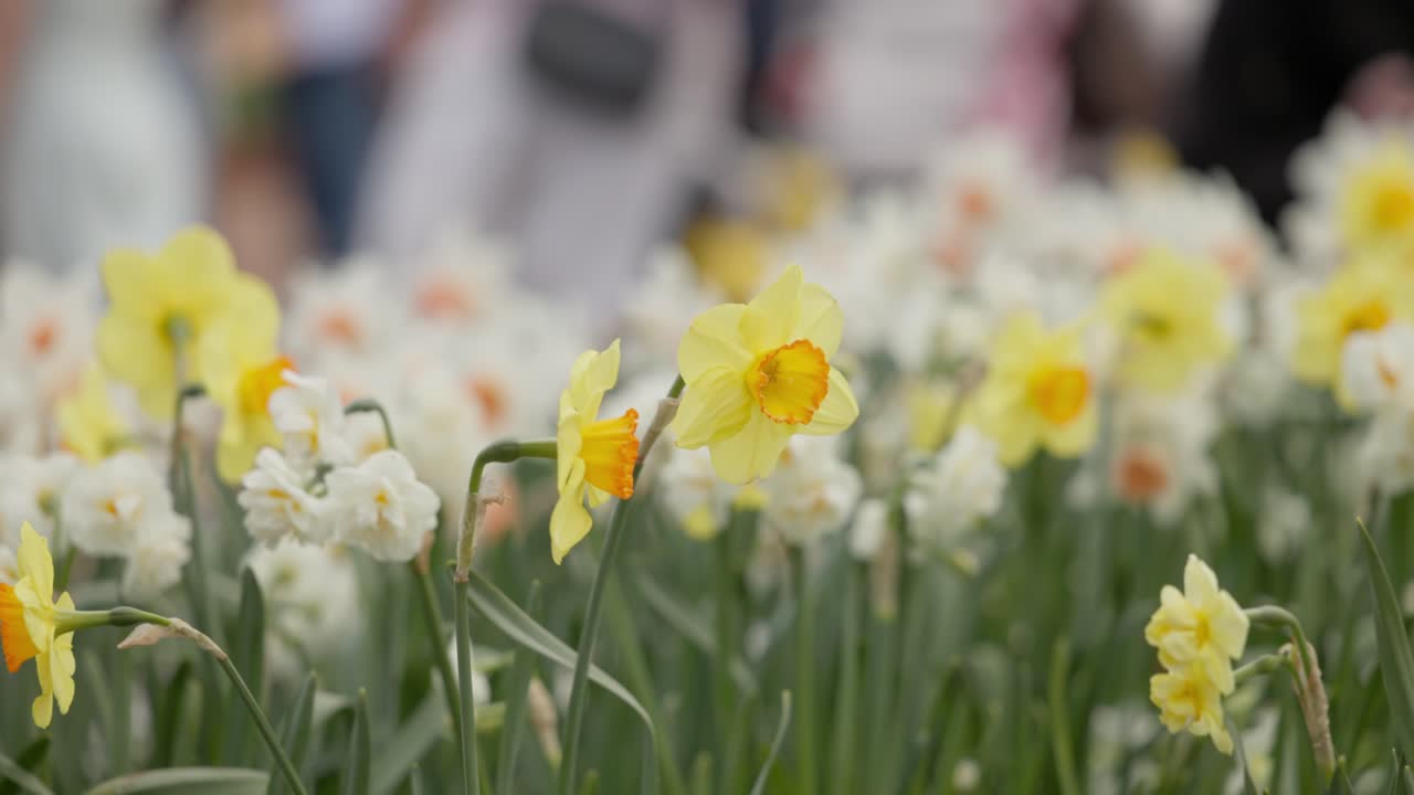 A stunning and dense flower bed overflowing with bright yellow daffodils, signifying the arrival of spring at the Floriade festival in Canberra