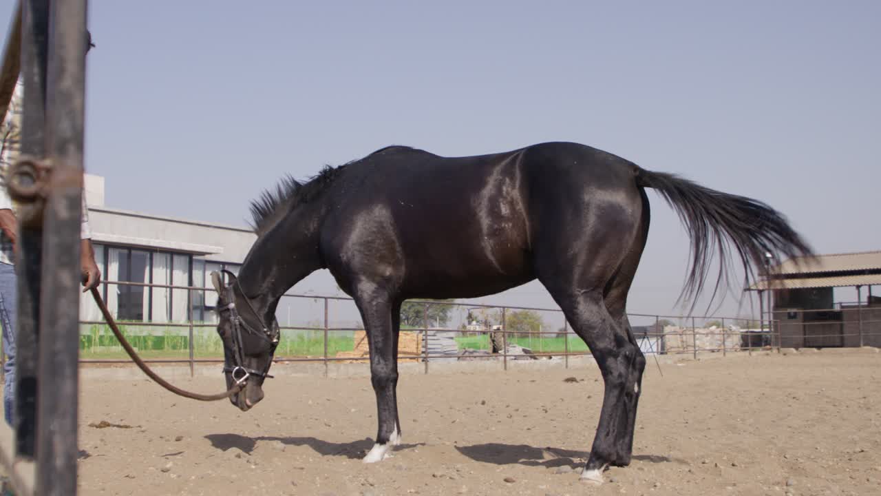 Un ralenti d'un homme sud-asiatique tenant la longe d'un magnifique cheval noir, le cheval se secouant pour se nettoyer par une journée ensoleillée