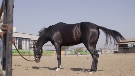 a slow-motion of a south asian man holding the leash of a beautiful black horse and the horse is shaking its body to clean on a sunny day