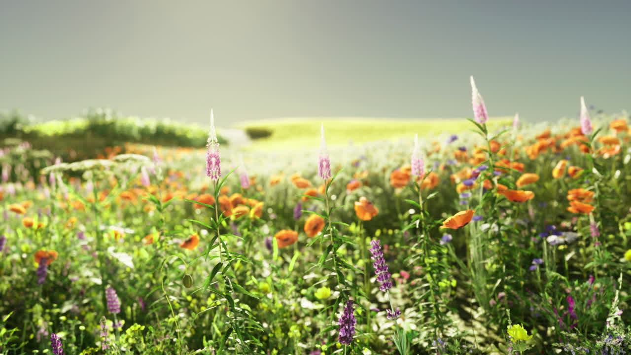Colorful Meadow in Bloom
