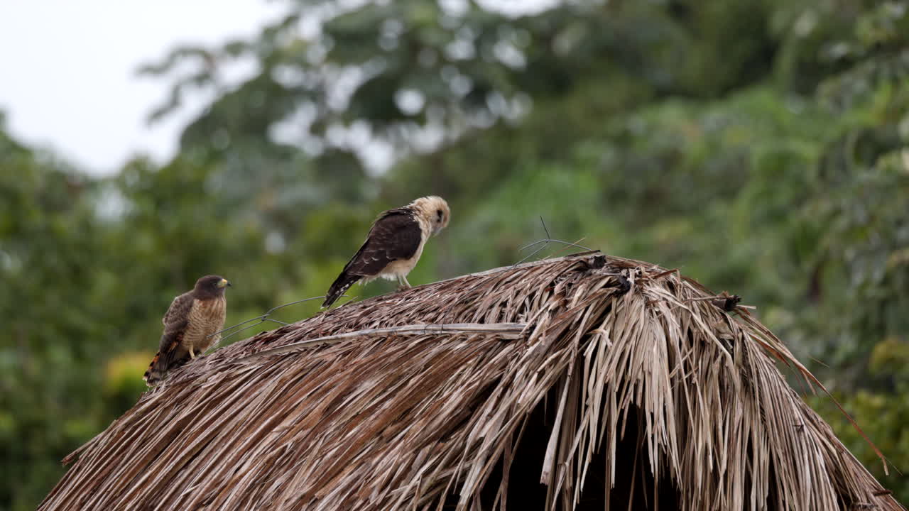 Two tropical Hawks on thatch roof Roadside Hawk and Caracara perched palm thatch roof South America