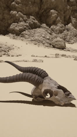 animal skull in the desert