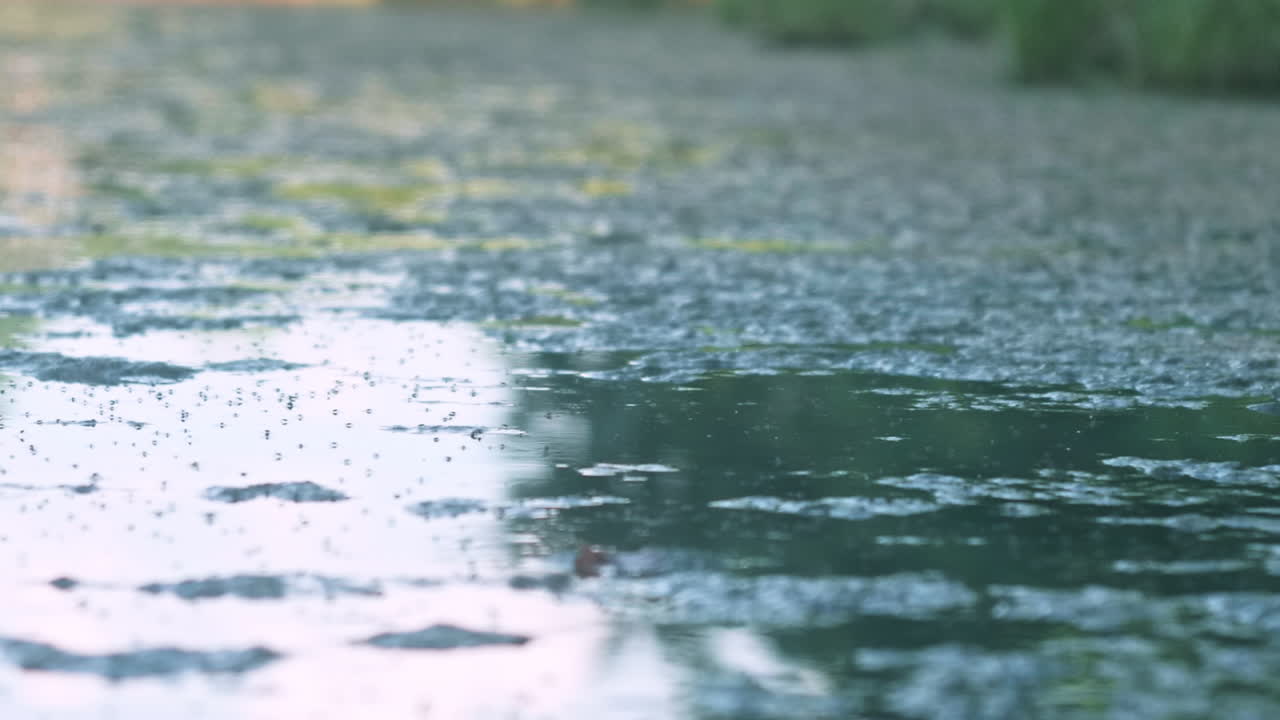 Insects flying on surface of water with algae, Close Up