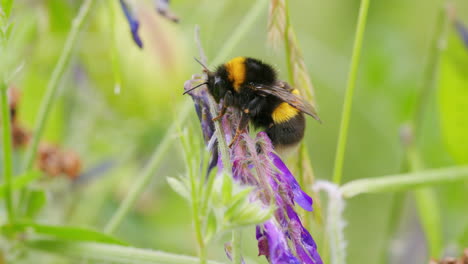 Abeja-Buscando-Néctar-En-La-Naturaleza