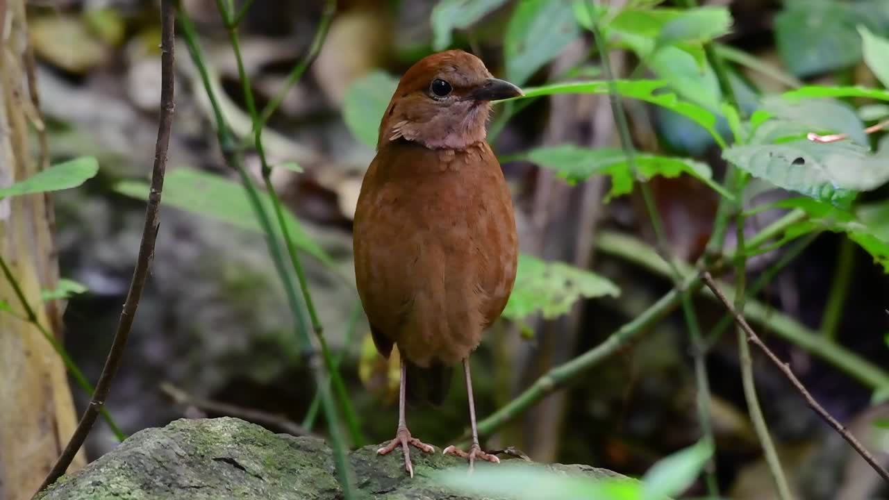 la pitta de nuca oxidada es un ave confiada que se encuentra en hábitats de bosques montañosos de gran altura, hay muchos lugares en tailandia para encontrar esta ave