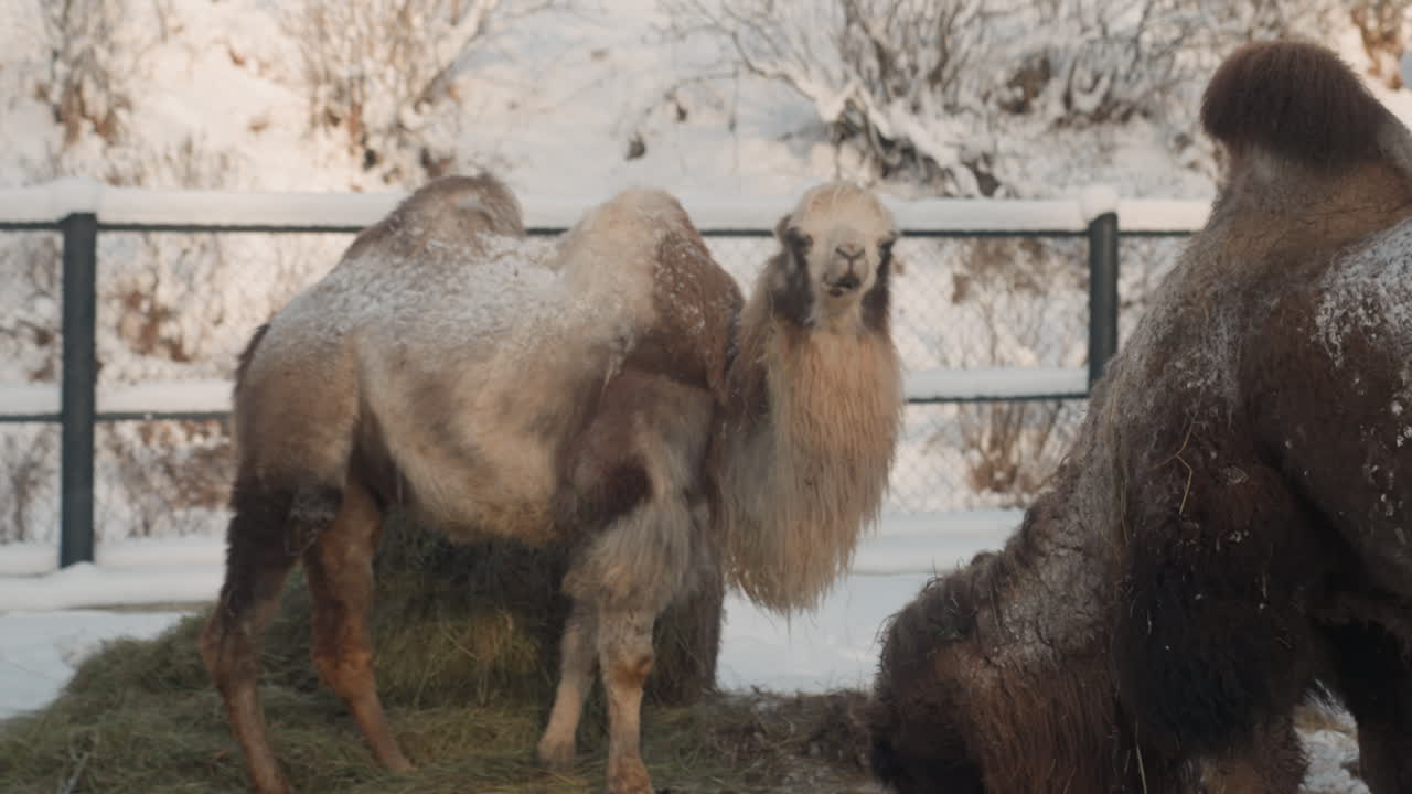 Due cammelli battriani in un recinto innevato che si strusciano e pascolano fieno, con gobbe spolverate di brina e pelliccia spessa, ambientazione di fattoria invernale delimitata da recinzioni, stretta interazione animale che mostra la toelettatura sociale, momento di alimentazione.