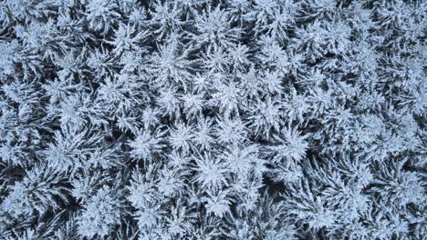 top view of snow-covered pine trees in a winter forest