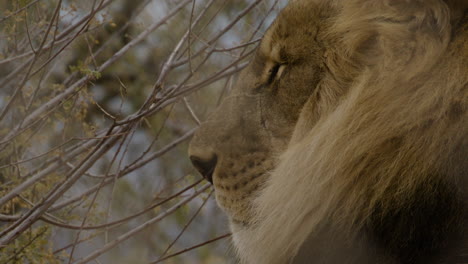 Perfil-Lateral-Majestuoso-León-Macho-En-Estado-Salvaje