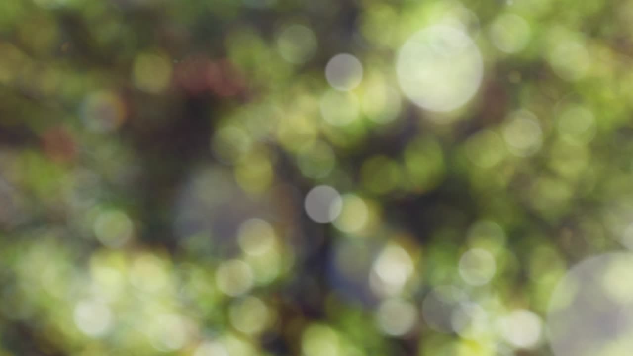 fondo de resorte abstracto con bokeh