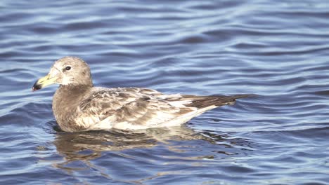juvenile olrog's gull swimming on calm surface, dipping its head occasionally