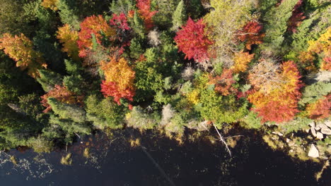 Forrest-dipped-in-colorful-colors-during-fall-season-on-a-sunny-day,-top-down-drone-shot
