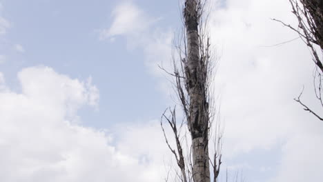 Stunning-gorge-and-a-pruned-birch---an-example-of-arboricultural-procedure