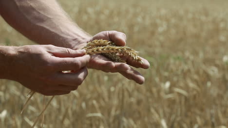 man in the wheat field