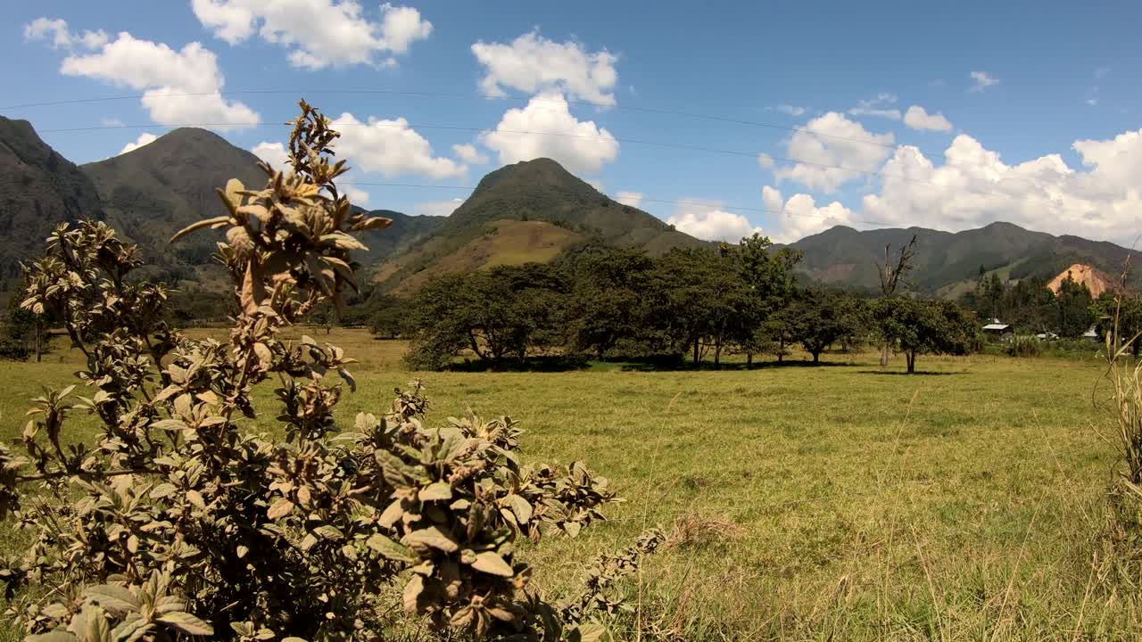 buena toma de una planta andina y un hermoso paisaje como fondo