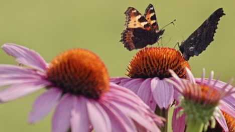 small tortoiseshell butterflies drinking nectar of echinacea purpurea