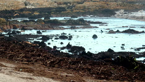 Muro-De-Materia-Vegetal-De-Desechos-Marinos-Arrastrados-A-La-Playa-Después-De-Una-Gran-Tormenta-Costera