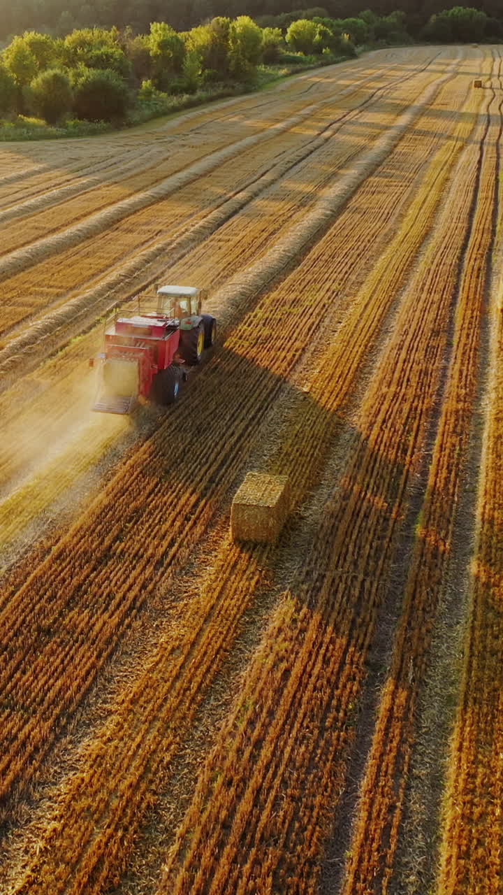 Square bales on the yellow field. Tractor is baling hay in summer. Harvesting dried grass for livestock. Aerial view. Camera moves right. Vertical video