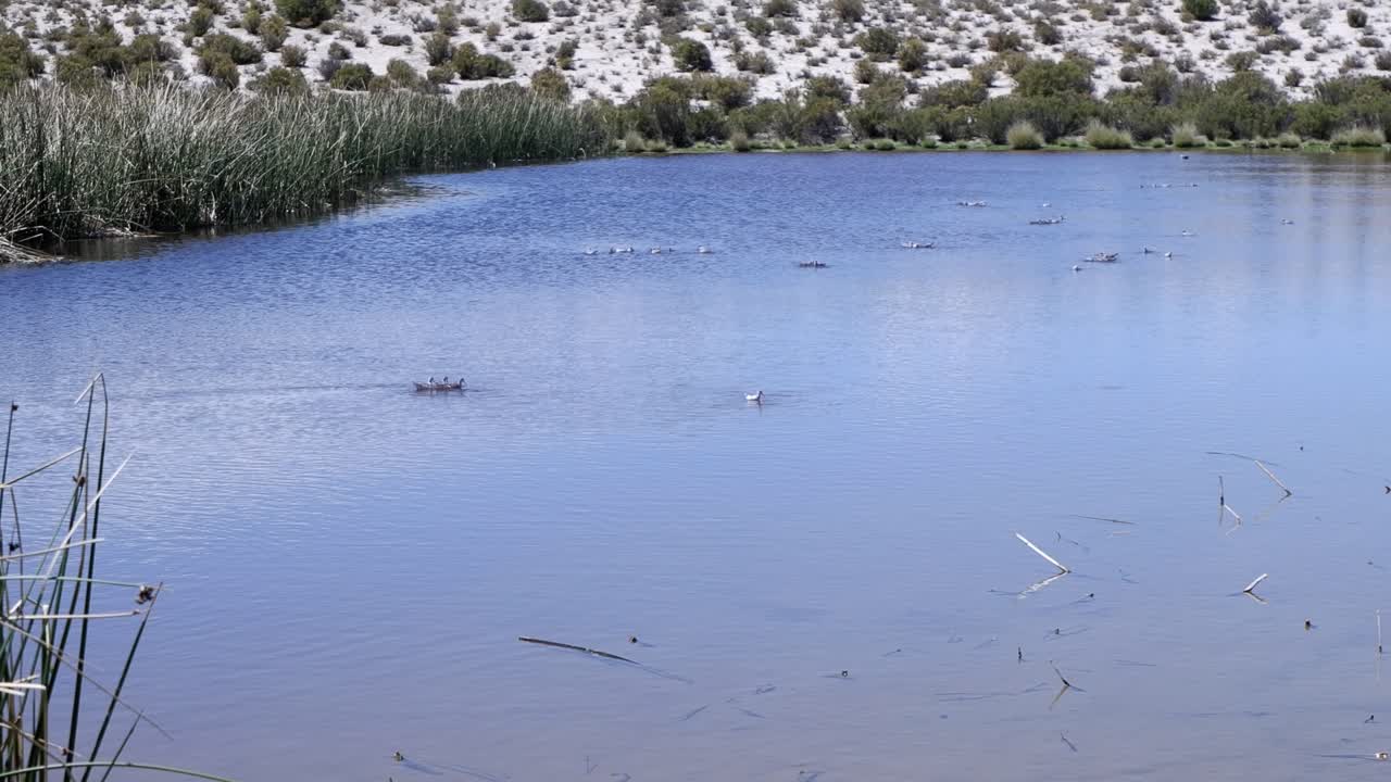 girando en la superficie del estanque agita la comida para las pequeñas aves de vadeo en el agua