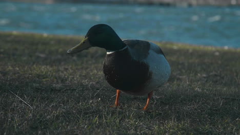 4K-Aufnahme-Einer-Einsamen-Ente,-Die-Auf-Gras-Auf-Der-Suche-Nach-Nahrung-Läuft