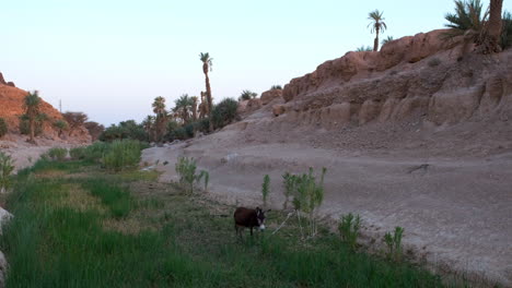 a small oasis with a donkey, in the sahara desert of morocco, during