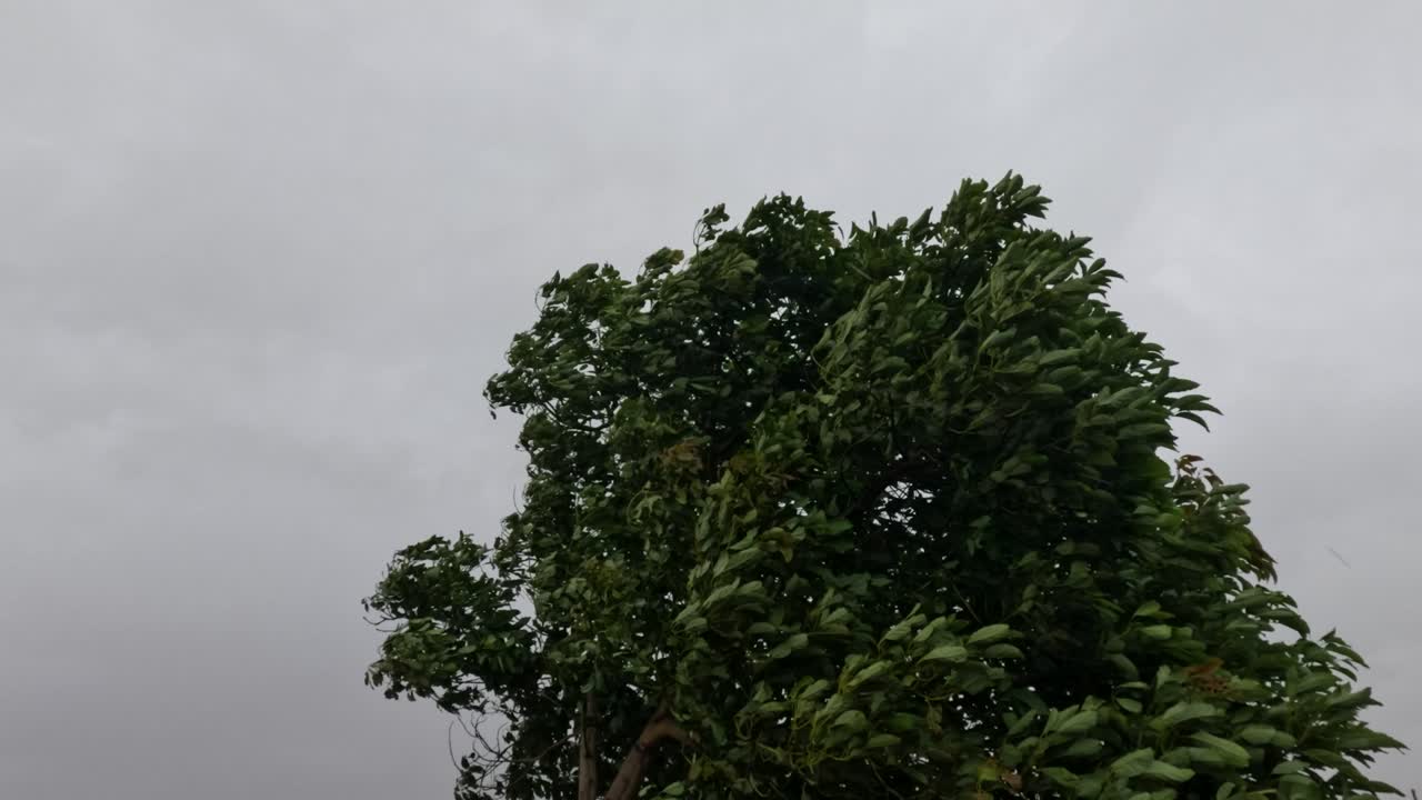 강한 바람이 불면 구름이 가득한 하늘을 향해 강렬하게 흔들리는 나무는 폭풍이 불어오는 환경의 강도를 포착합니다.