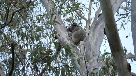 A-wild-Koala-Bear-with-big-ears-sleeping-high-up-in-the-branches-of-an-Australian-native-Eucalyptus-Gum-tree