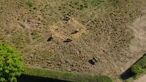 Pigs-in-the-open-field-roaming-around-on-a-sunny-day-in-the-summer-drone-shot-in-nature