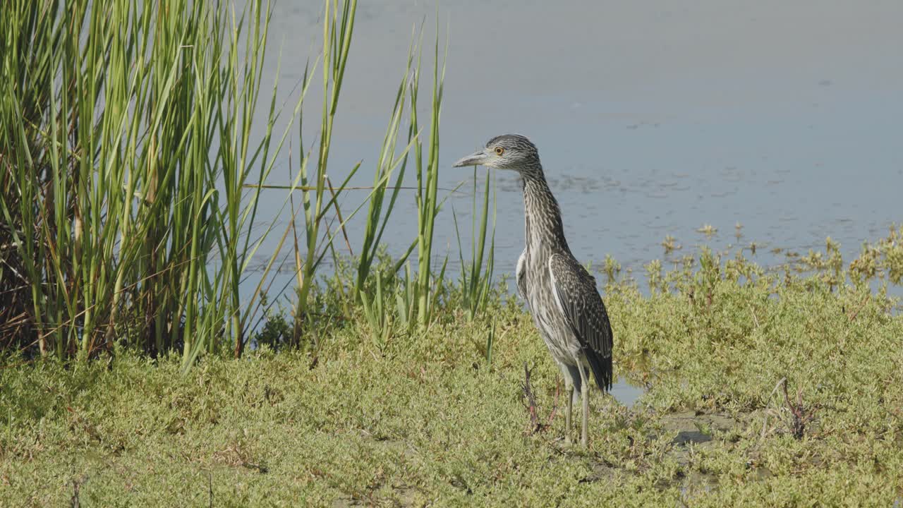 conmorante haciendo baile de apareamiento cerca de la entrada