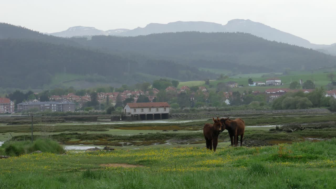 una burra y su hijo en un campo