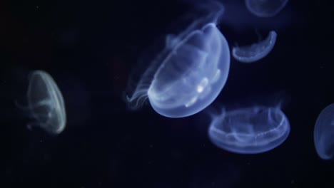 acuario de valencia 20