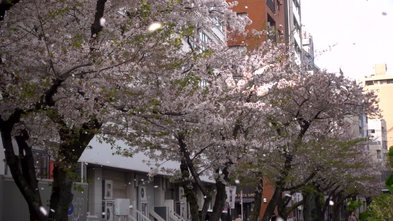 Splendido paesaggio in Giappone con molti petali rosa di fiori di ciliegio Sakura che volano nell'obiettivo della fotocamera.