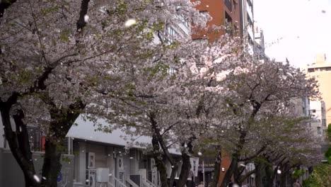 beautiful scenery in japan with many pink sakura cherry blossom petals flying into camera lens