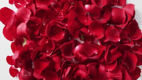 red rose petals on pink background at valentine's day