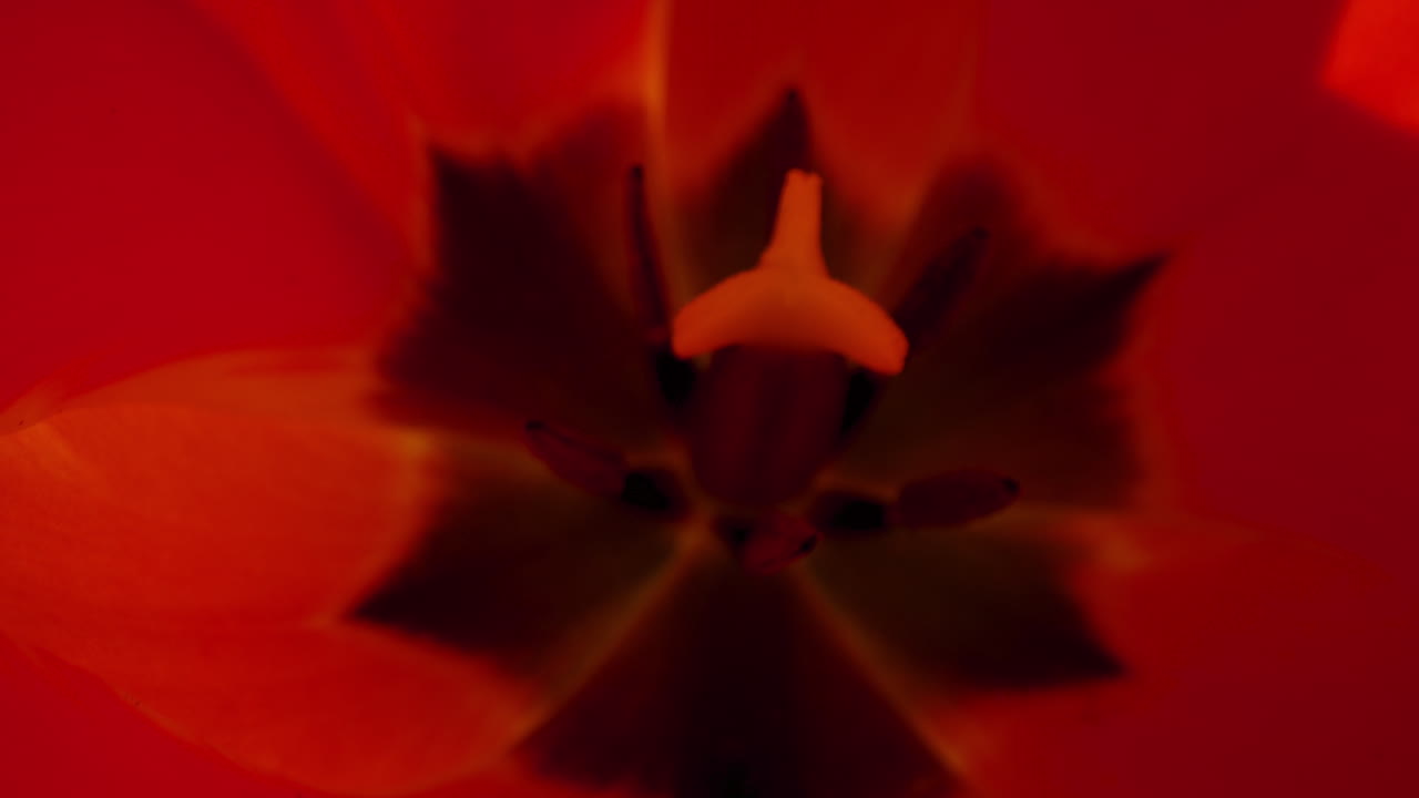 Primo piano di un bellissimo fiore con petali rossi che ondeggia al vento in una soleggiata giornata primaverile.
